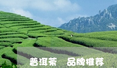 普洱茶 品牌推荐/2023041392815